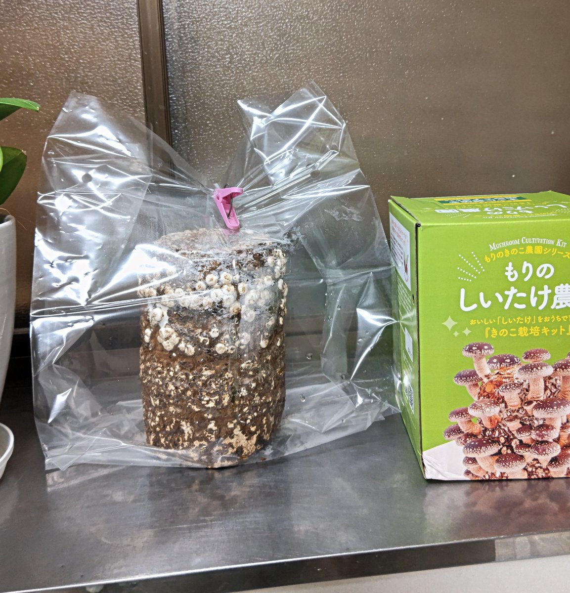 <a href="/takeshima_staff/">竹島宏 Hiroshi Takeshima【公式】</a> クロサンドラ
花言葉「友情」
配信収録お疲れさま
楽しみにしています
前回の時の素敵な写真も届きました💕
#世界パスタデー
5日前に育て始めた椎茸🍄‍🟫が
怖いくらいに育っています🤭
明日椎茸がたくさん入ったパスタを作ろうと思います
そろそろ晩秋…🍂
でももう少し秋を感じていたいです
#竹島宏