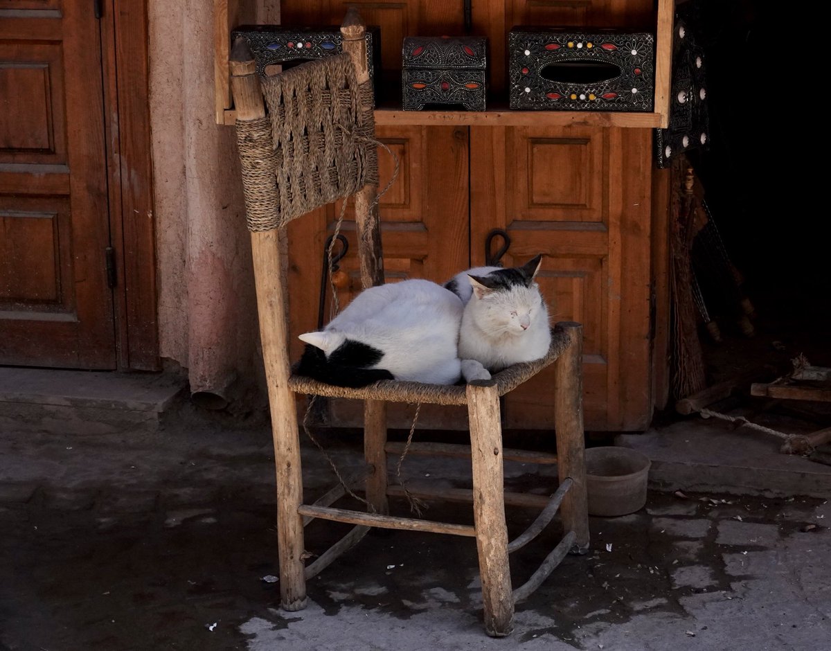 #Caturday #Marrakesh