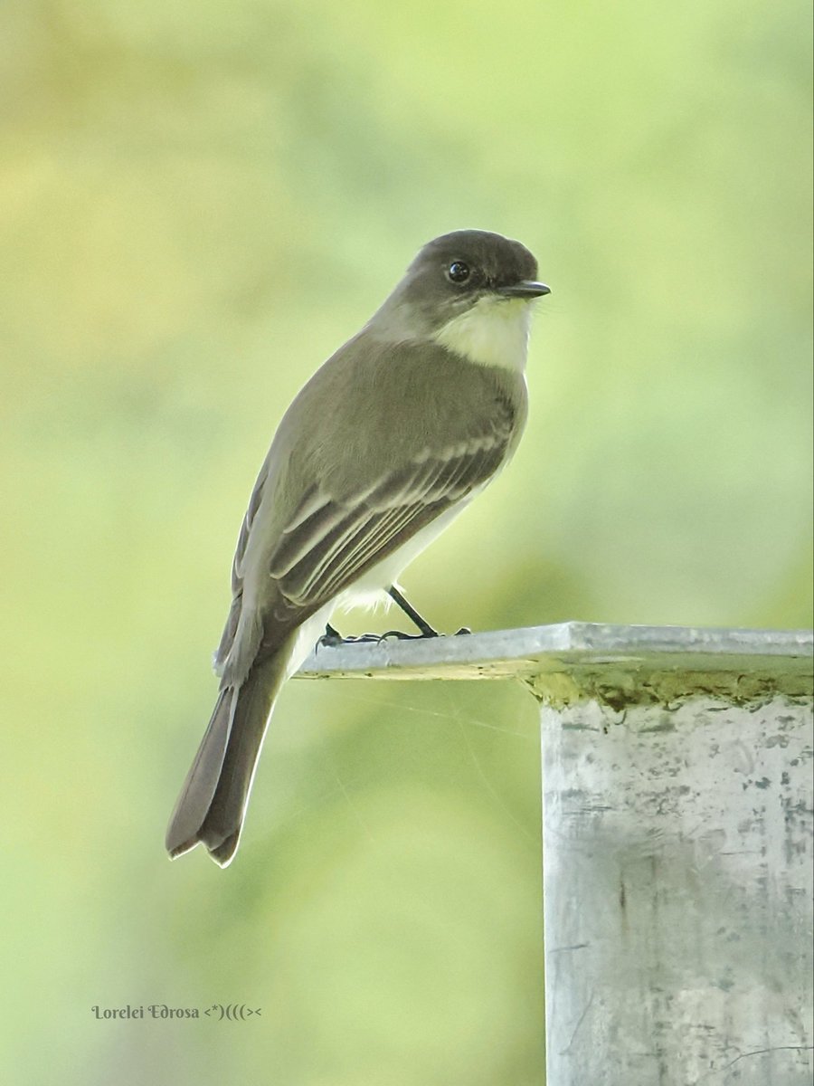 Eastern phoebe
FL., USA