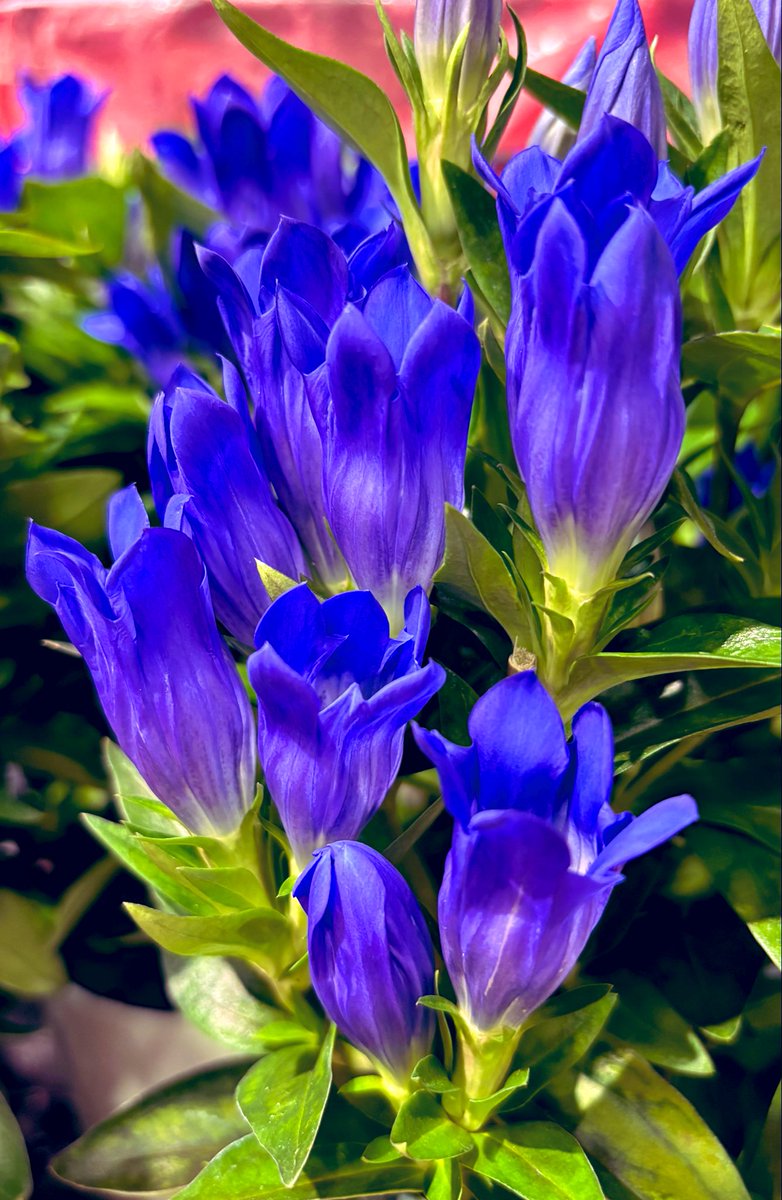 らんらんさま OCZN-RC-S1花魁COMBO零S LEDテールランプ左右セット 5355361