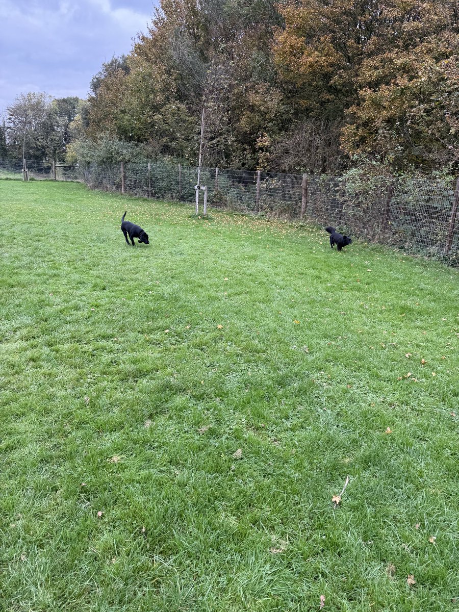 SamSmith_1987's tweet image. Weekend puppy antics 🐾

#Sheltie #BlackLab #GermanSheperd