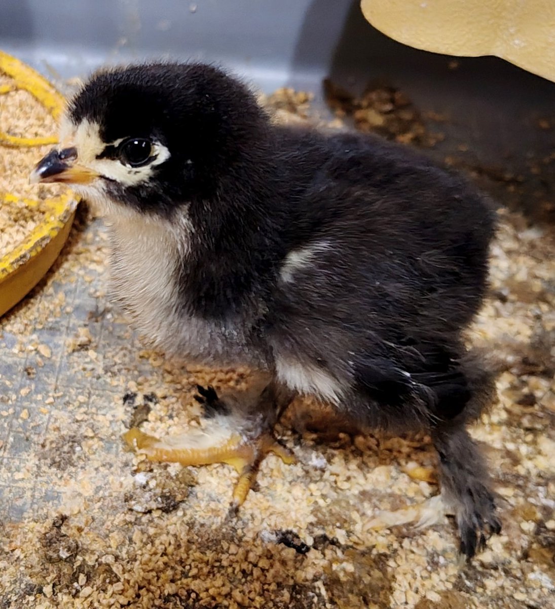 I pulcini di #brahma sono davvero carini