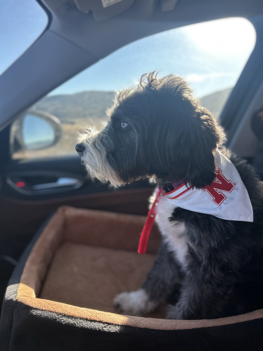 ProRodeoVoice's tweet image. GoBigRed!!!.  Also quietly cheering on Northwestern’s OL coach.