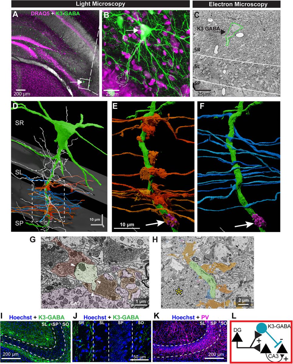 #JNeurosci: Tuñon-Ortiz et al. identified a group of inhibitory neurons, marked by the expression of the connectivity molecule Kirrel3, that play an important role in memory.
doi.org/10.1523/JNEURO…