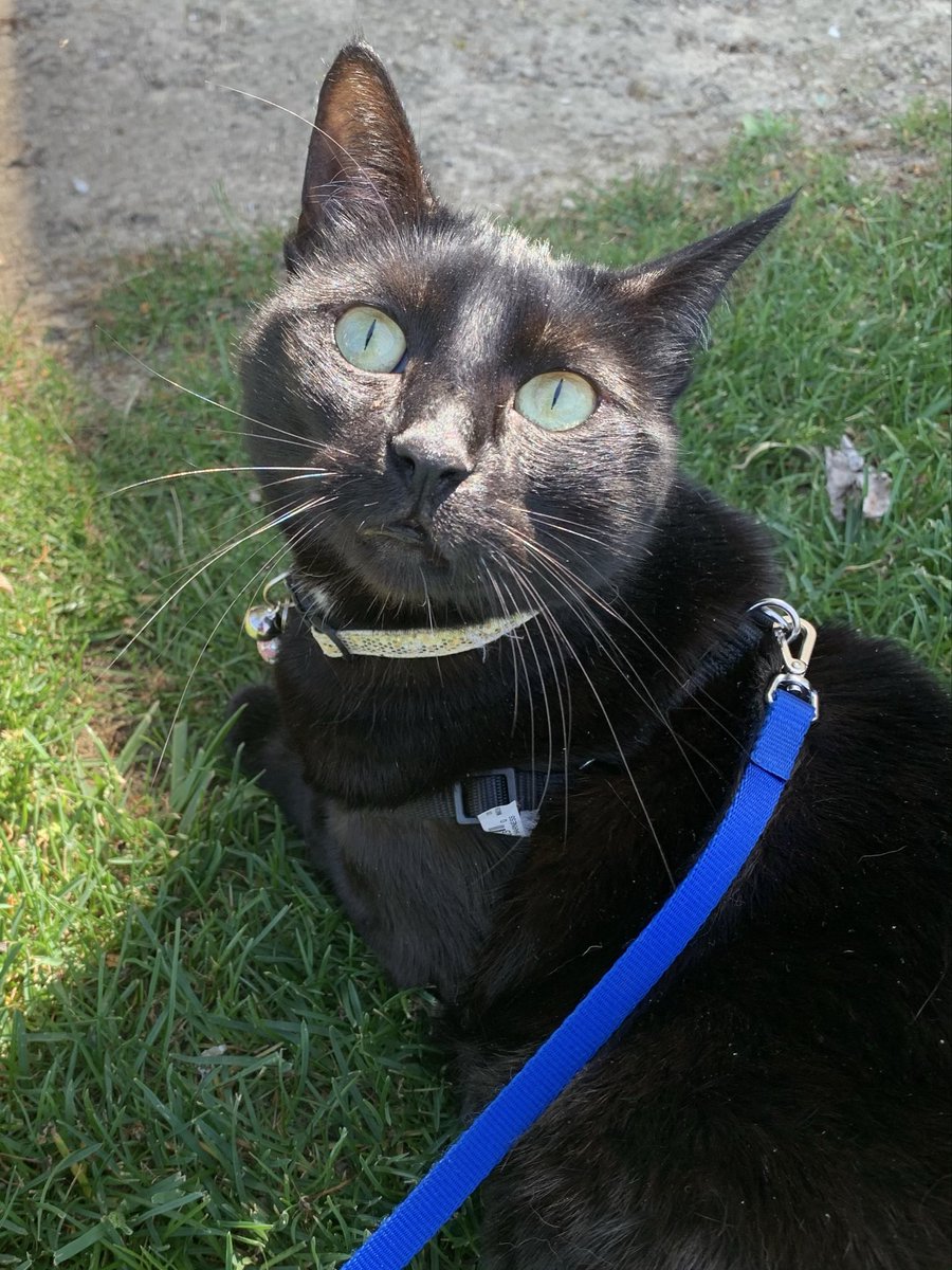 <a href="/HeelerShep/">DONNA ✨🇨🇿🇨🇦🐶🐱🌹🎶🍷…</a> Happy Caturday Donna . Have the most magical weekend ever my dear friend . 
✌🏽❤️ Midnight 💛🐱🧡🌸❤️🐈‍⬛🧶