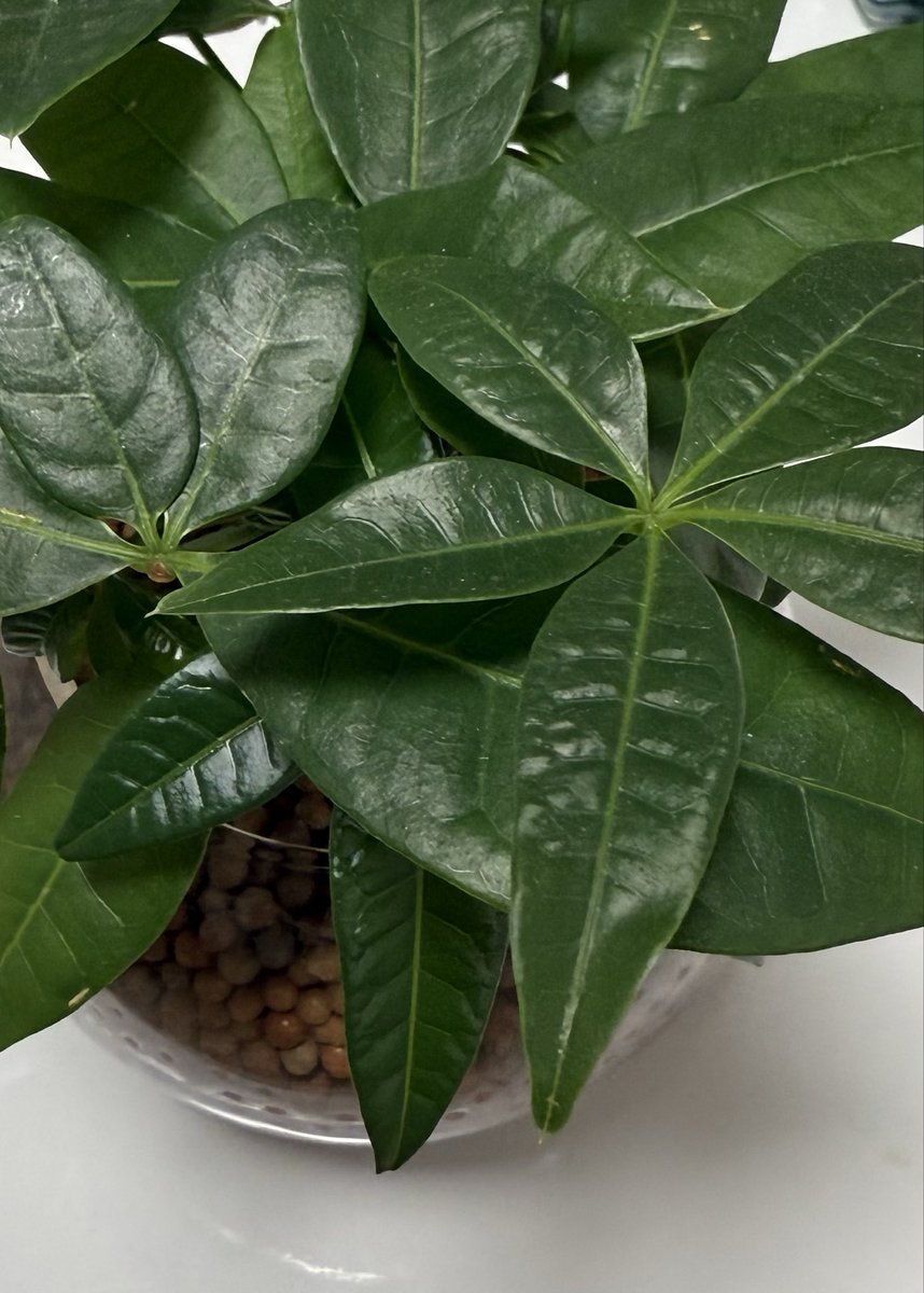 ハナページ Z1/Z2 アンコ抜きバナナシート(アウトレット品) | KAWASAKI,Z1