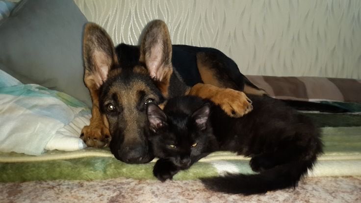 toonigirii's tweet image. #binarysoul catdog posting goodnight