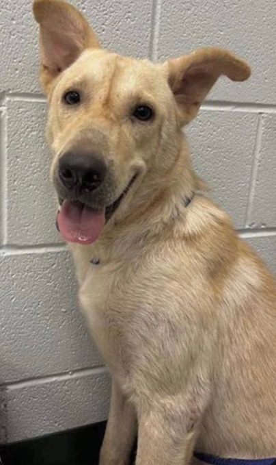 CHUCK #A384026 13months Shepherd, mix- was loyal to owner, his owner wasn’t loyal to CHUCK by dumping him #CorpusChristi Tx #Euthlist for this MONDAY 10/27 💉 plz #PLEDGE #RESCUE or #ADOPT #FOSTER his loves playgroup with the shelters dogs &amp; behaves for staff 🙏support him🐕