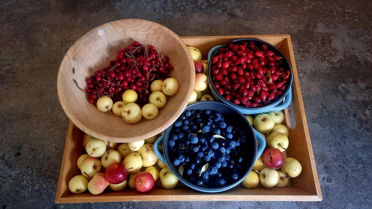 Hawthorn, Rosehip, and Crabapples for syrup/jelly... and Sloe for more gin (obviously)  bumper hedgerow harvest from my morning wander with Coco.