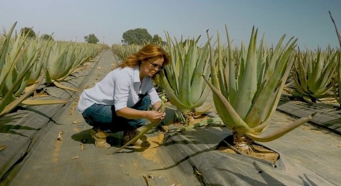 🚜🏵Aloe🪴 😍................