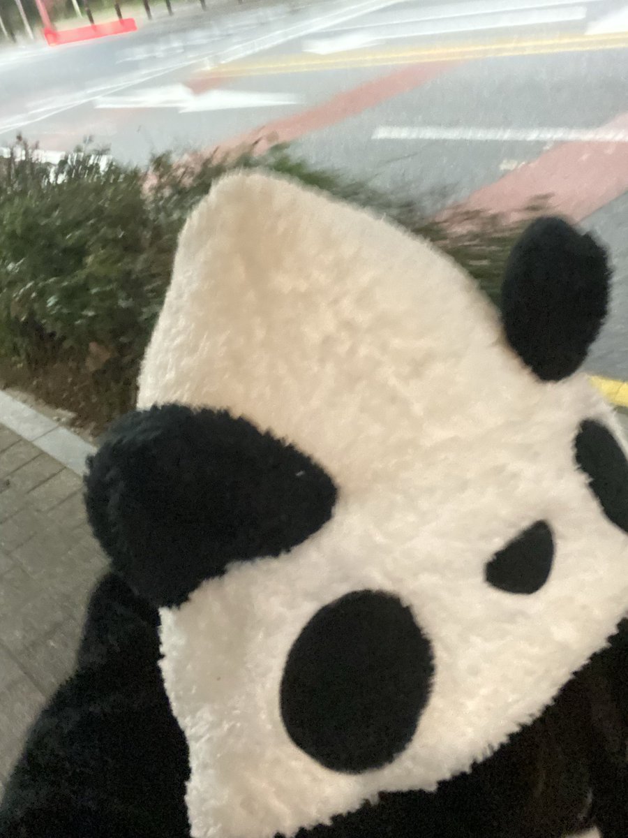 halu_0607's tweet photo. 대전 판다 출몰 https://t.co/RclbjvR9rQ