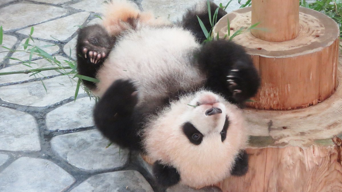 PANDA_KENJI_NEWS on X