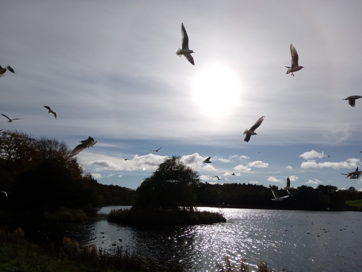 birds soar as angels
circling a heavenly sun
hope ascends skyward

#Haiku
#NaturePhotography 
#PositiveVibes