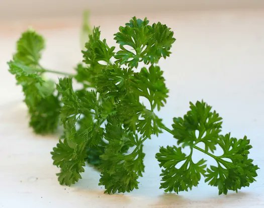 MarcGozlan's tweet image. Non, le persil - ni aucune autre herbe 🌿, plante🌱ou morceau de bois🪵- n’a rien à faire dans le #vagin !
Ces pratiques sont dangereuses. Mieux vaut consulter un gynécologue que son maraîcher.
👇
lemonde.fr/blog/realitesb… [Rediff]
#avortement #médecinealternative #médecinedouce