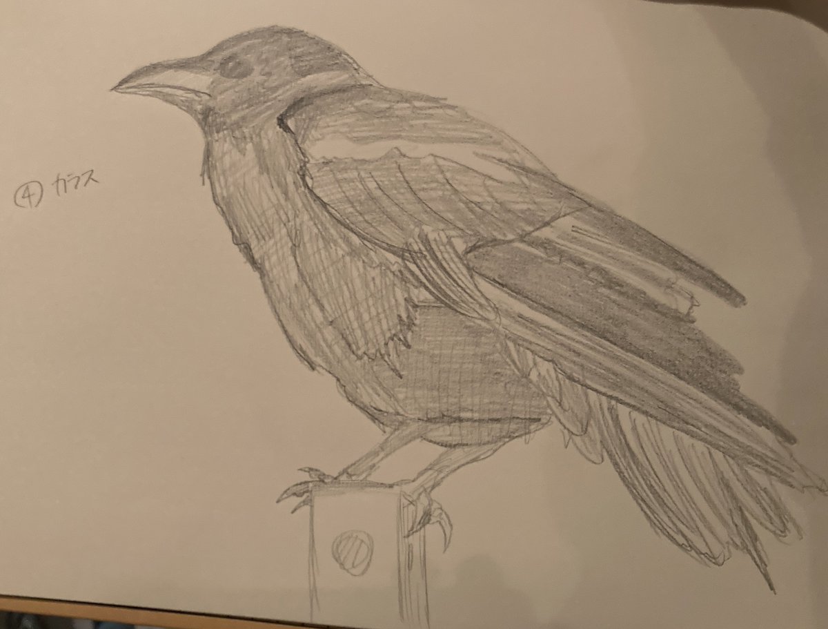 N1b0s1_'s tweet image. 3.4枚目 ここら辺まではまだ良かった
#素描 #ペンギン #カラス