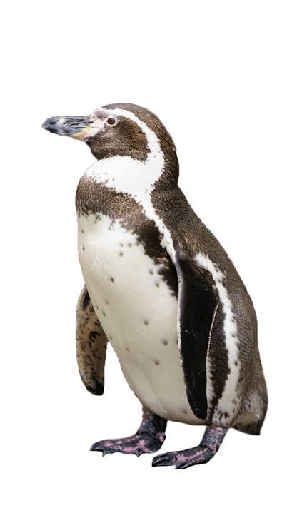 N1b0s1_'s tweet image. 3.4枚目 ここら辺まではまだ良かった
#素描 #ペンギン #カラス