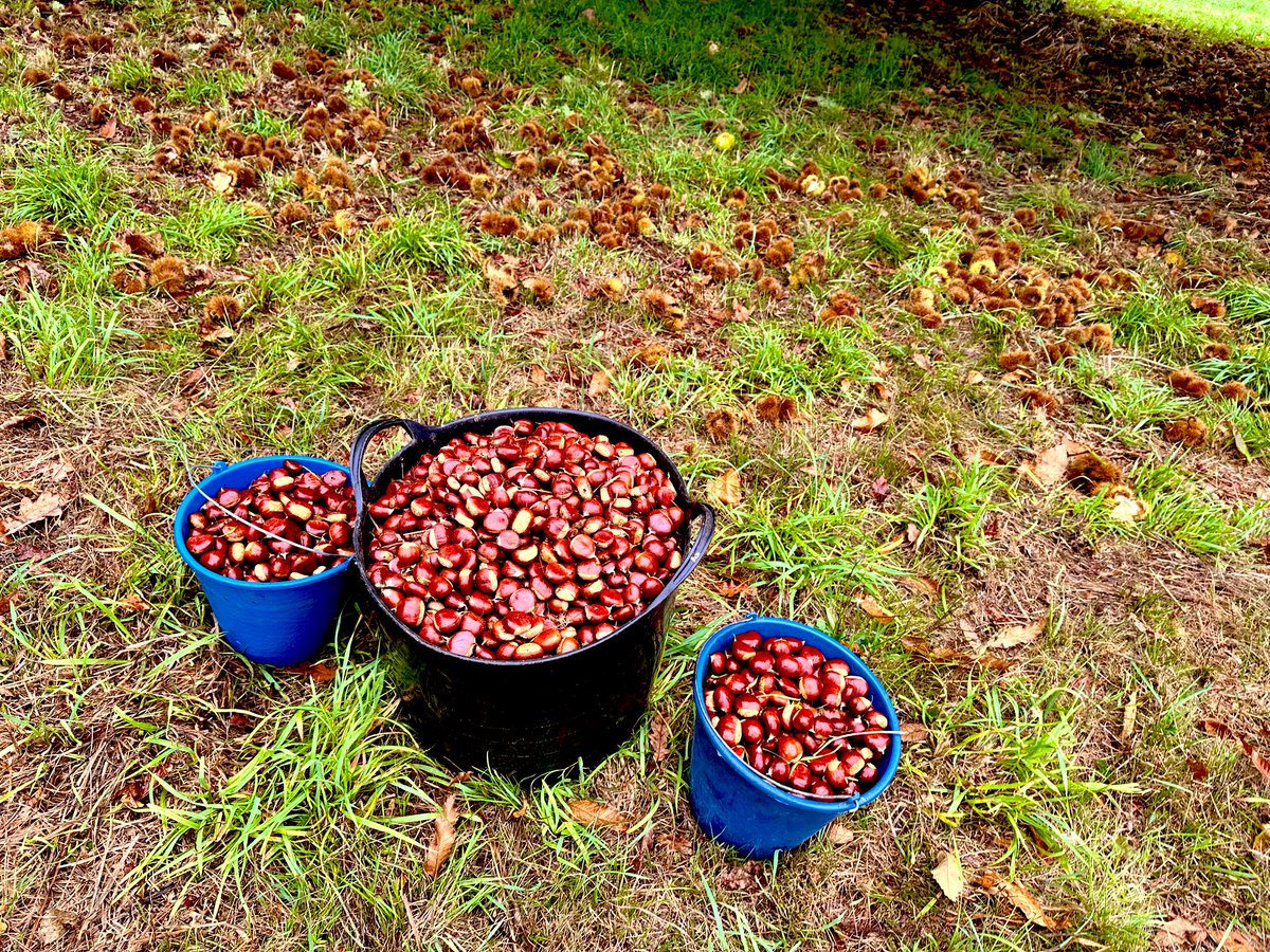 anadebande's tweet photo. Seguimos de recogida….🌰🌰🌰
#tradiciones #magostos #rural 
#BaixaLimia #Xurés https://t.co/75oexeXZ8n