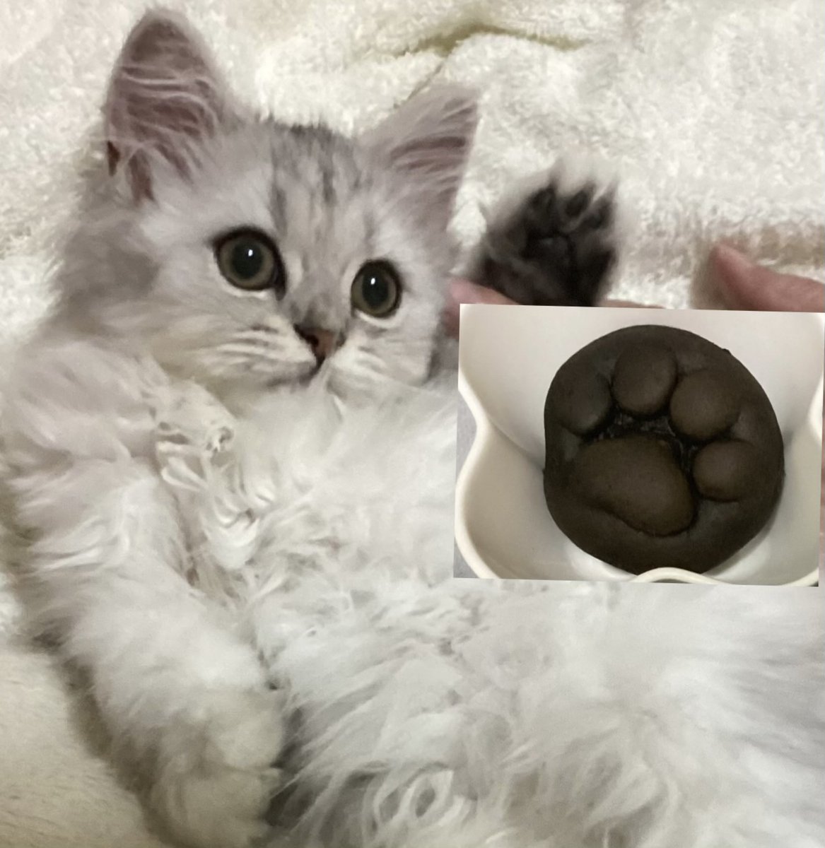 あーにゃん (@anyanz717) / Posts / X