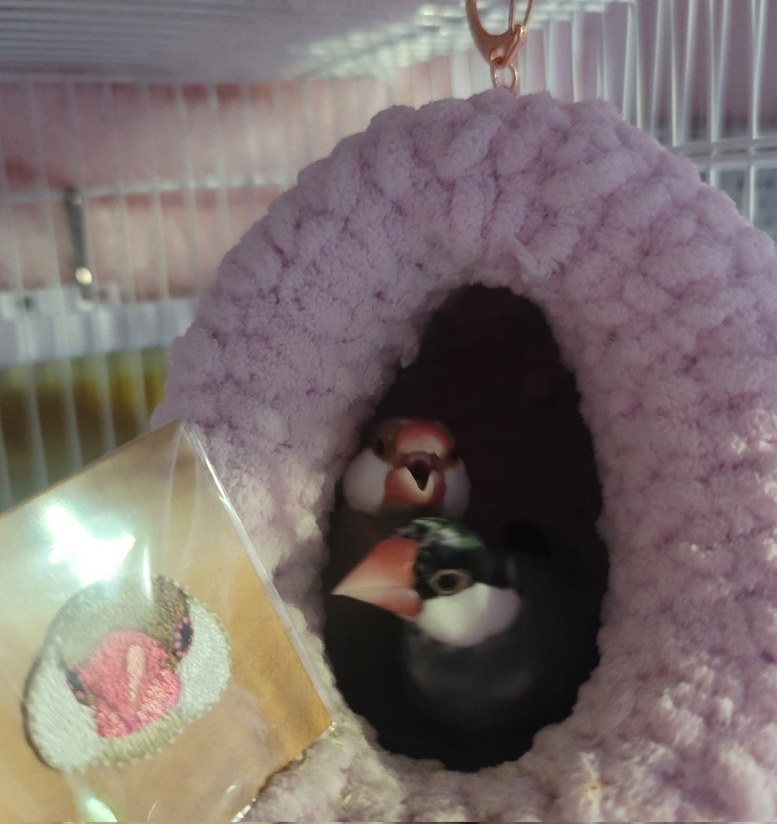 小鳥 烏骨鶏さんとぶんちょ #文鳥 #ぶんちょ #鳥 #小鳥 #bird #birds