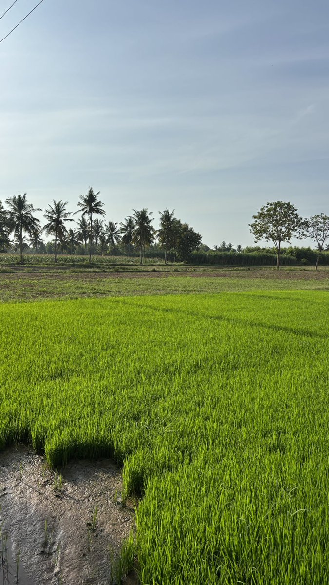 PrakashMathiy's tweet image. Share something green from your gallery!

#My_Click