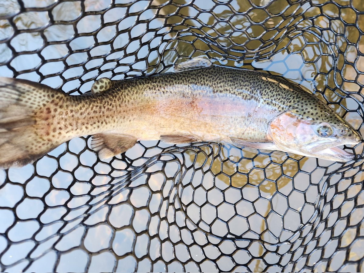 David Webb tweet media