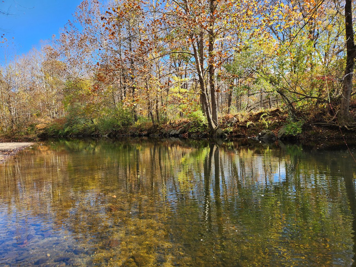 David Webb tweet media