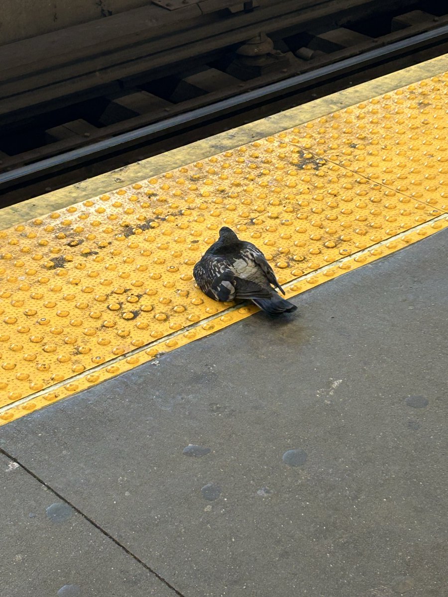elliebean17's tweet photo. Seen at queensboro plaza station, manhattan bound level @wildbirdfund https://t.co/C0WOCu5tOI