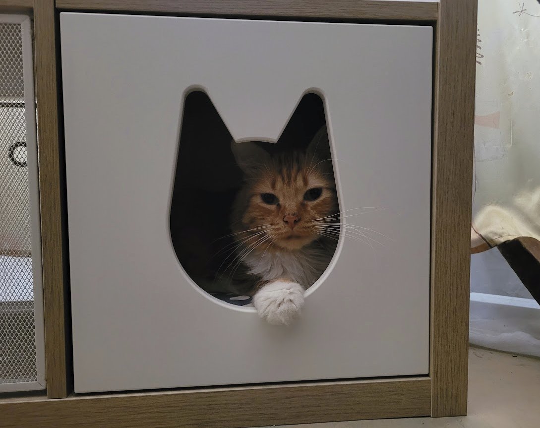lindentals's tweet photo. The boy approves https://t.co/2NjeCPstyd