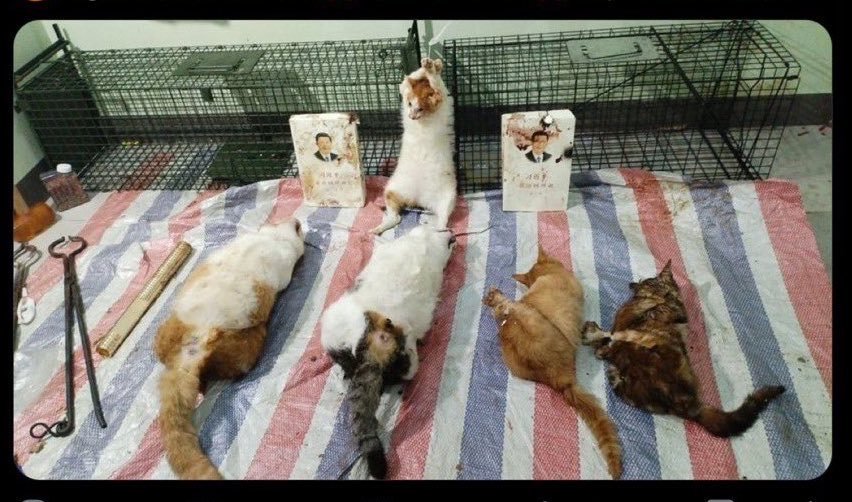 PhaedraXTeddy's tweet photo. This is not one psycho in #China! This is millions of people who ❤️ animal abuse " content" in #China!
Not "just cats" are abused online every day in #China 🇨🇳, but dogs sold publicly online to abuse too, like this 5 month old poodle! #Please #BoycottChina for the animals! 
Chinese post : "Purebred Teddy Poodle, who wants to take him? If you're interested, click "I want".
Dog breed: Teddy
Pet age: 3-6 months old
Gender: Male
Is it neutered? No.
Immunization and deworming: Has been vaccinated with a combination vaccine completed internal...
Xianyu transaction instructions.
Buy now!"