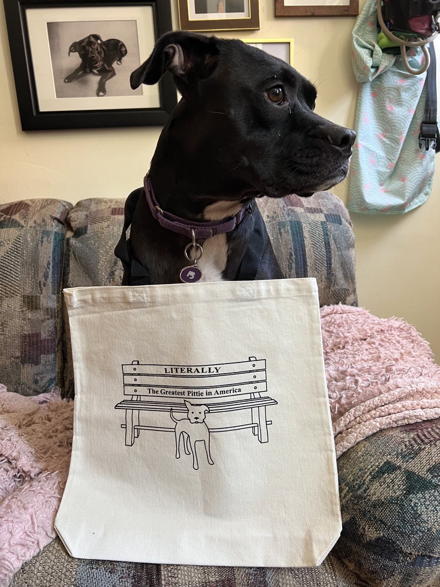 I got a new tote bag and it’s safe to say Lola is just putting up with my shenanigans