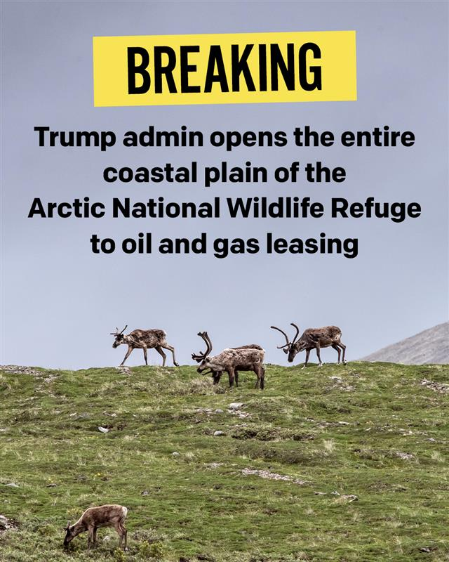 Today, Interior Secretary Doug Burgum opened all 1.56 million acres of the Arctic National Wildlife Refuge’s Coastal Plain to oil and gas leasing. These lands are sacred to the Gwich’in Nation, home to irreplaceable wildlife, wilderness and cultural values, and have never seen