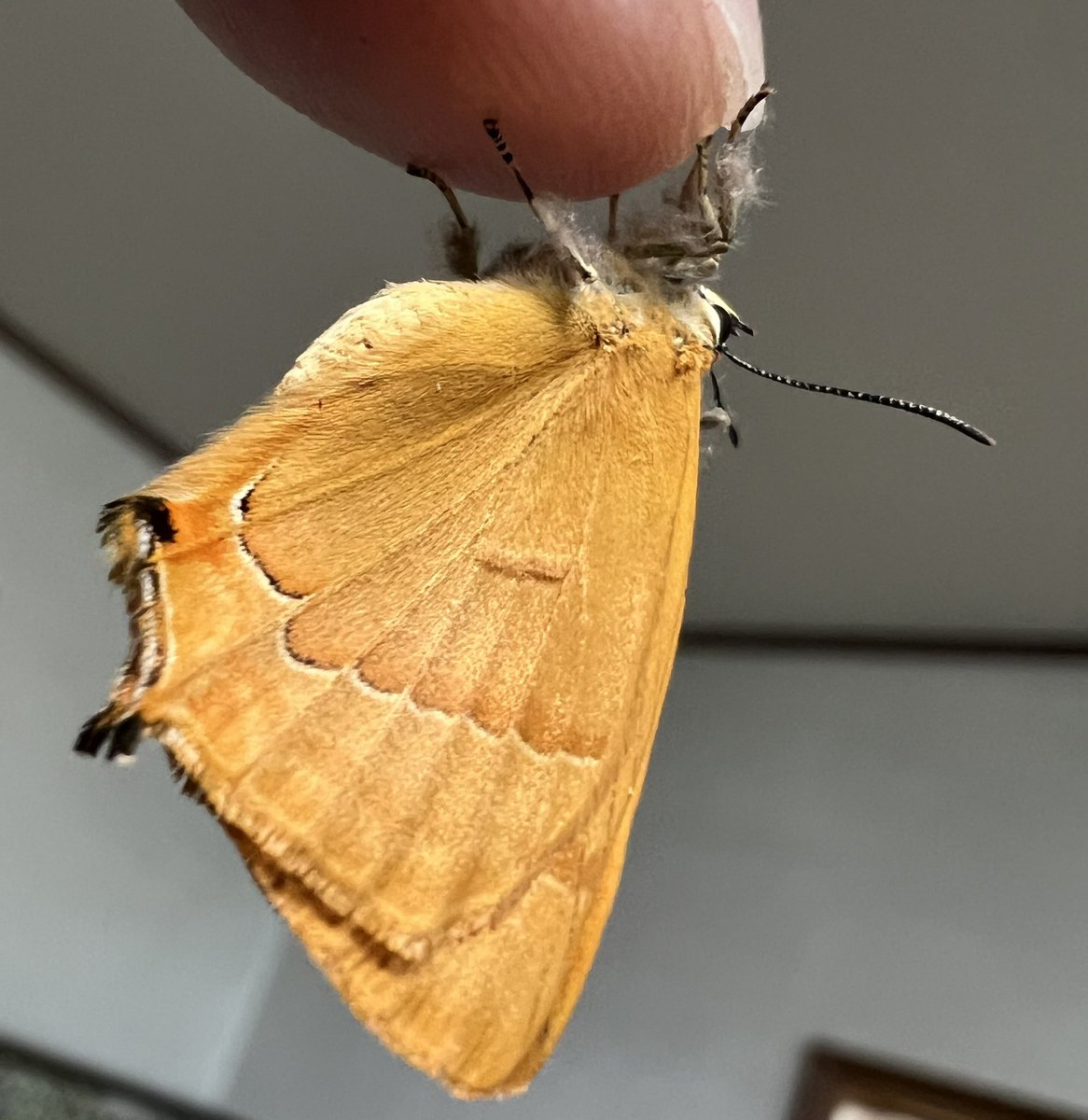 マカロン (@macaron39) / Posts / X