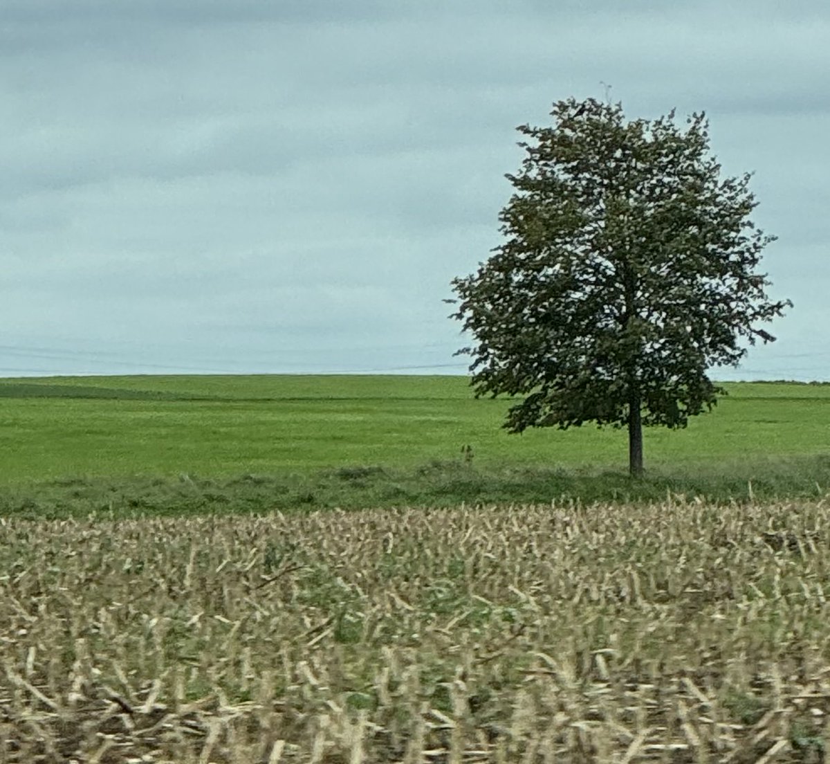 AHildebrandt70's tweet photo. Wohl ist es Herbst; doch warte nur, 
Doch warte nur ein Weilchen! 
Der Frühling kommt, der Himmel lacht, 
Es steht die Welt in Veilchen. 

Die blauen Tage brechen an, 
Und ehe sie verfließen, 
Wir wollen sie, mein wackrer Freund, 
Genießen, ja genießen!

- Theodor Storm https://t.co/gYRIVNYuVX