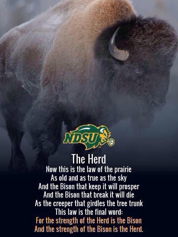 Go Bison! Bring that Rock back! 🦬🤘🏻