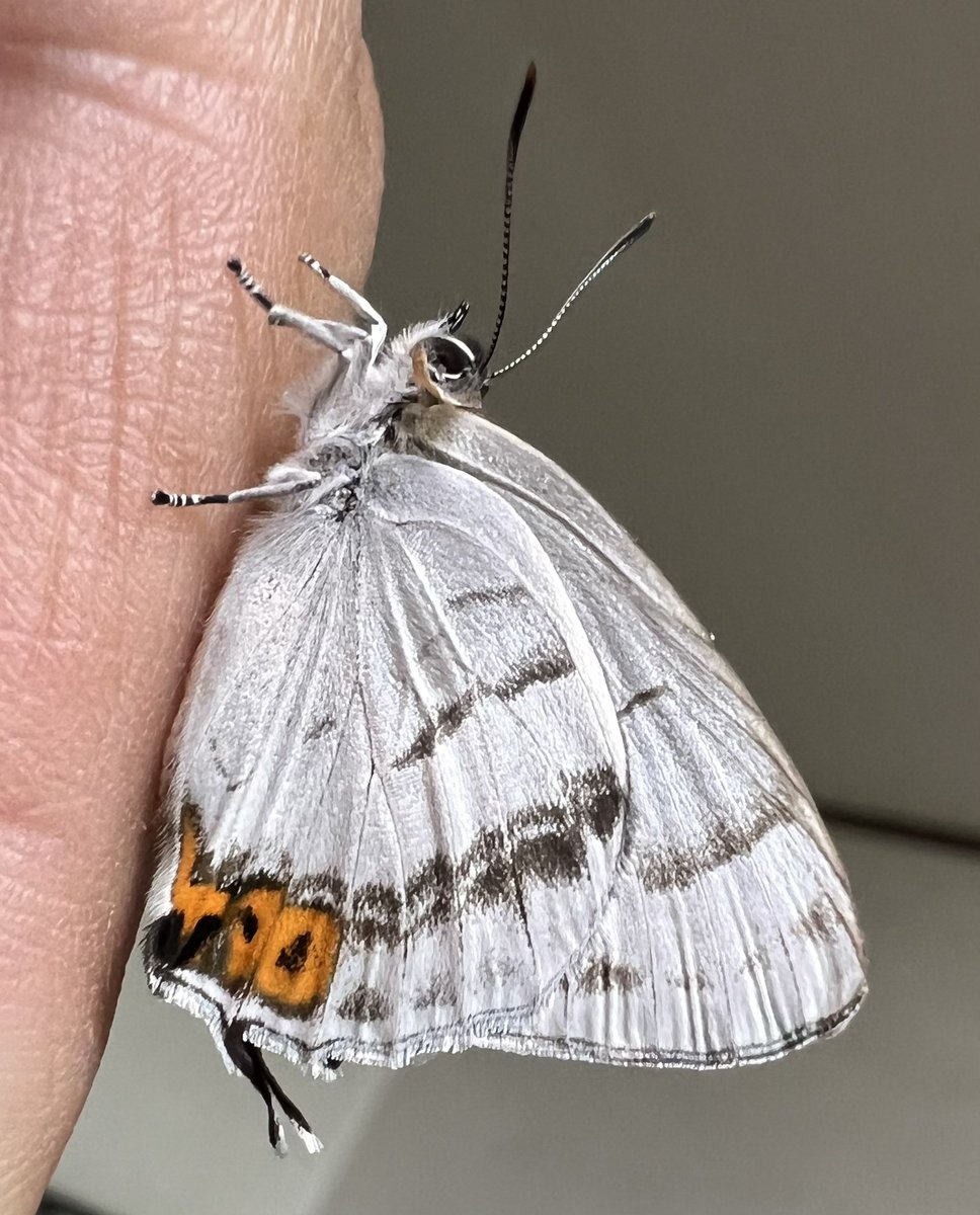 マカロン (@macaron39) / Posts / X