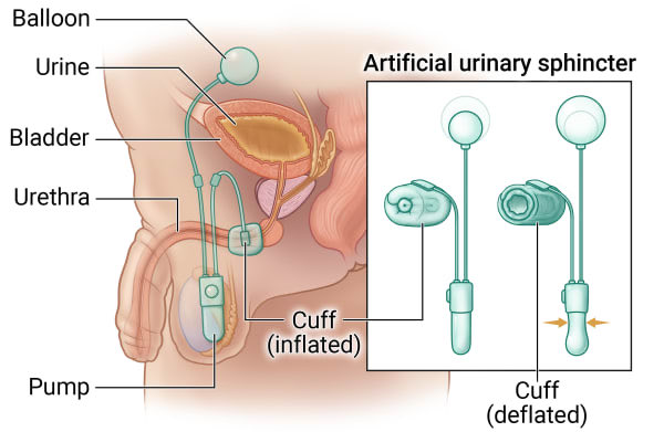 Urology for Students tweet media