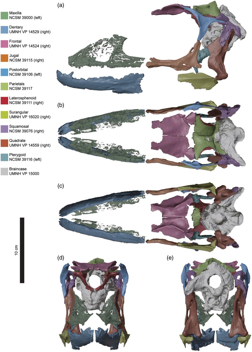 TwitiGalli's tweet image. Novos materiais crânio-dentais de Falcarius utahensis (Theropoda: Therizinosauria) revelam padrões de variação intraespecífica e evolução craniana em celurossauros primitivos doi.org/10.1002/ar.700…