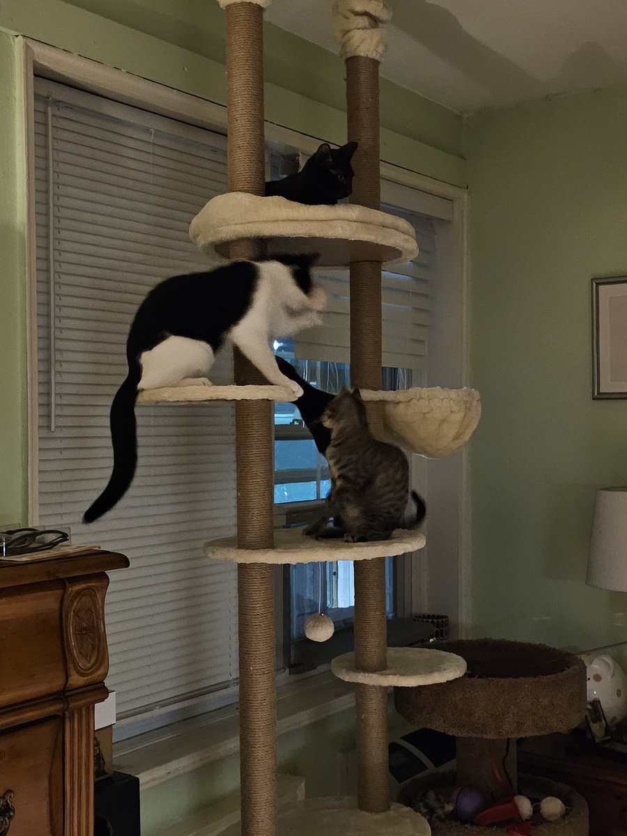 Craigly Hightower The Climber Of Things High 🧗🟦 tweet media