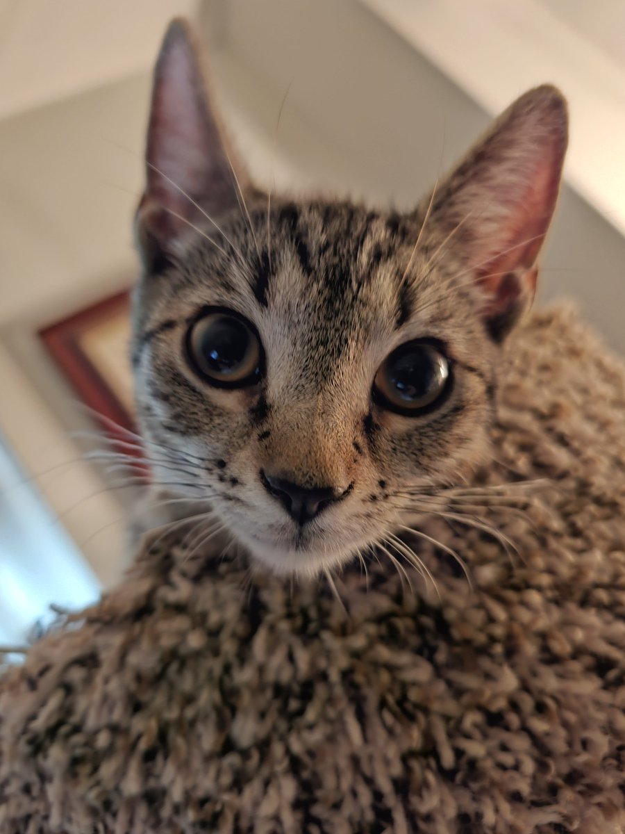 Craigly Hightower The Climber Of Things High 🧗🟦 tweet media