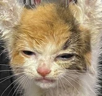 こんなに可愛い子猫を　何度も何度も電撃棒でここまで疲弊させ　最後に最も残酷な方法で殺害した虐待犯　絶対許さない

#みーこを忘れない 

From the WORLD
#BoycottChina
#StopChinaCatTorture #SaveYulinDogs  
for #BanAnimalCrueltybyLaw
動物愛護法の為に
#china 
#ShameOnYouChina😡