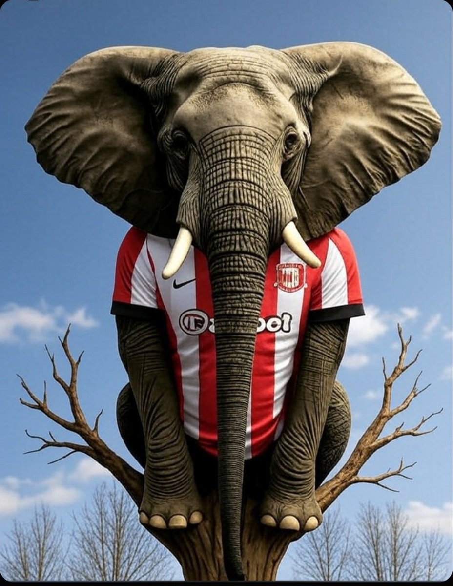 #Sunderland is nearly on top of the table but everyone knows it’s just a matter of time before it falls. #fpl #epl #football