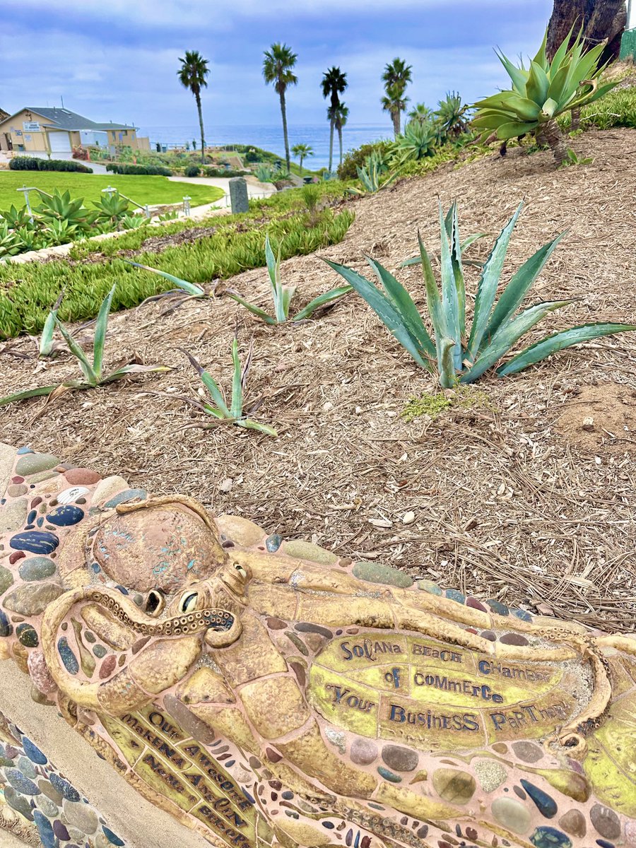 chmoxie's tweet image. gm from Solana Beach