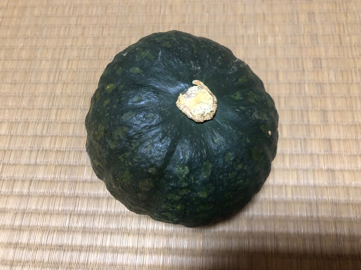 パキプス亀 爬虫類・両生類専門店レプティリカス on X