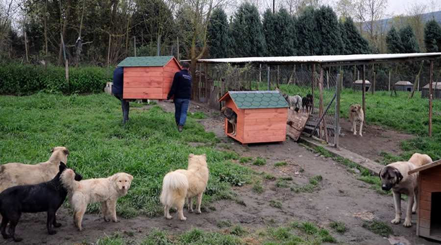 Sapanca’da Hayvan Dostluğu: 
Mancacılığın Modern Yüzü

sapanca.info/sapancada-hayv…

#Sapanca #SapancaINFO #SapancaGölü #SokakHayvanları #Mancacılık