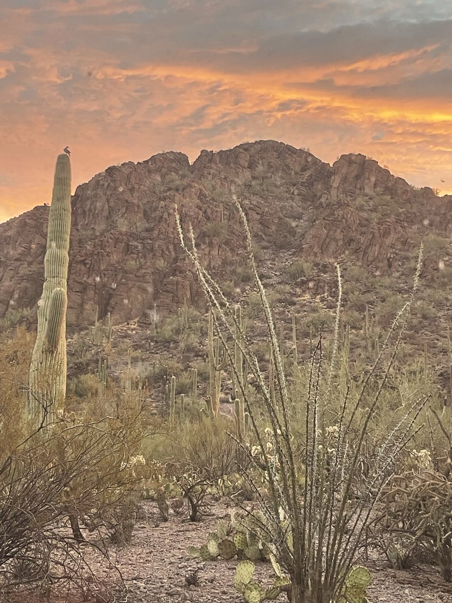 Grania64156311's tweet photo. Happy Weekend everyone! Sunrise in the Sonoran Desert. Bird on the Saguaro. 
#SonoranDesert #Sunrise #SaguaroCactus #DesertBirds #RedButteTucson #SeeTucson https://t.co/8ADSUcUo5Y