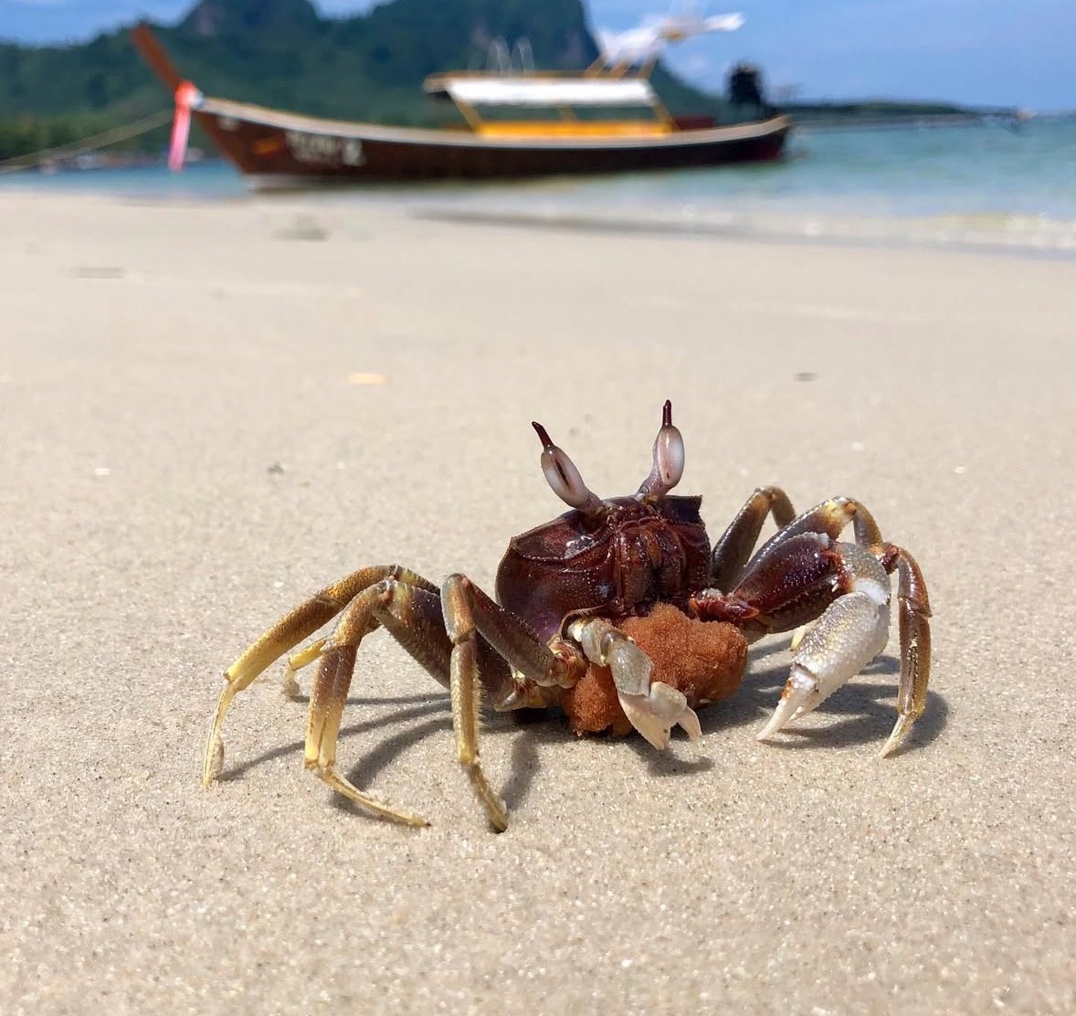 🦀 Crab Of The Day 🦀 tweet media
