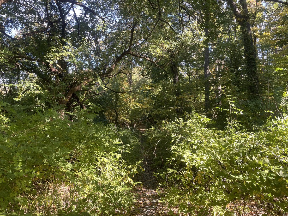 Beautiful hike weather today. No National Guards to clean up here but our own <a href="/ward8woods/">Ward 8 Woods</a> #EotR living