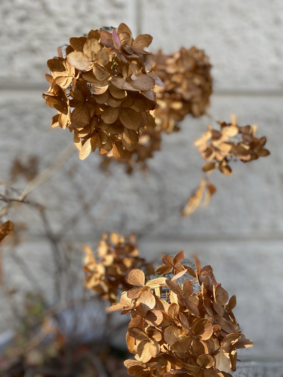 Sonia Zuccaro tweet media