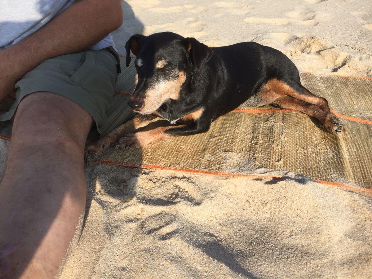 #EhrenspalierfürKuddel das ist unser Axel. Er befindet sich schon seit fast 6 Jahren im Hundehimmel. Er begrüßt dich dort 🌈. Ich heule Rotz und Wasser für Kuddel und für Axel.🖤