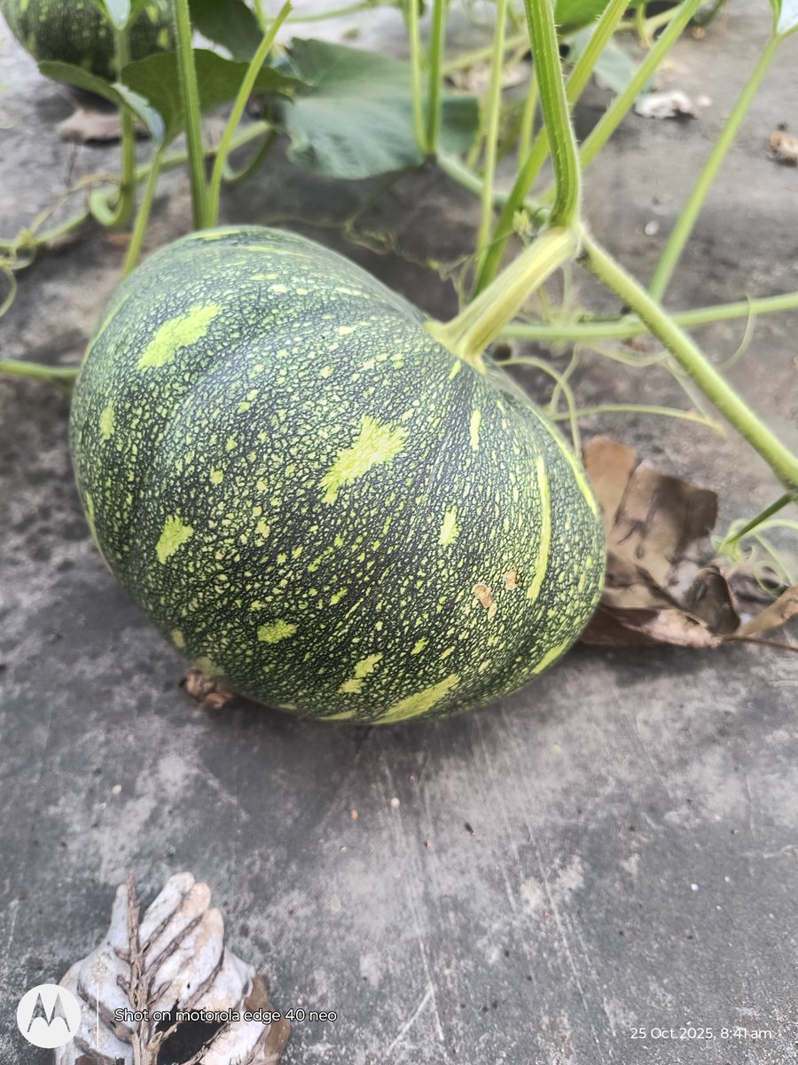 dineshsingUPPSS's tweet image. बिना रासायनिक खाद के तैयार सब्जियाँ 
Cs सूदनपुर विजईपुर फतेहपुर